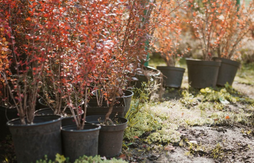 rośliny w doniczkach